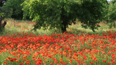 Fotografia intitolato "Cherry tree and Pop…" da Liza Peninon, Opera d'arte originale, Fotografia non manipolata