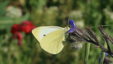 Fotografía titulada "Butterfly among flo…" por Liza Peninon, Obra de arte original, Fotografía no manipulada