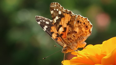 Фотография под названием "Butterfly, photogra…" - Liza Peninon, Подлинное произведение искусства, Не манипулируемая фотограф…