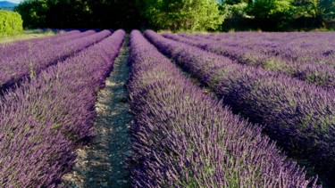 Photographie intitulée "Lavender fields, ph…" par Liza Peninon, Œuvre d'art originale, Photographie non manipulée