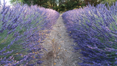Photography titled "Path among lavender…" by Liza Peninon, Original Artwork, Non Manipulated Photography