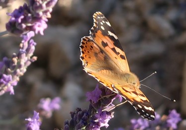 Fotografia intitulada "Butterfly in lavend…" por Liza Peninon, Obras de arte originais, Fotografia Não Manipulada
