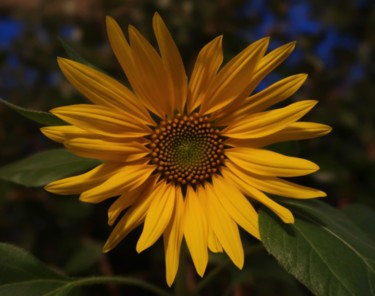 Photography titled "Sunflower by night,…" by Liza Peninon, Original Artwork, Non Manipulated Photography