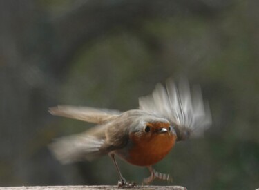 Photography titled "My little robin" by Liza Peninon, Original Artwork, Non Manipulated Photography