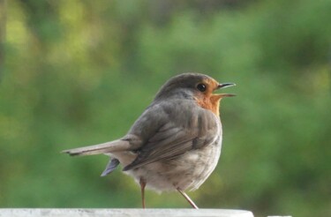 Fotografia zatytułowany „My lovely robin” autorstwa Liza Peninon, Oryginalna praca, Fotografia nie manipulowana