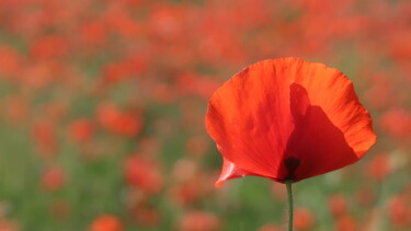 Photography titled "Poppies passion" by Liza Peninon, Original Artwork, Non Manipulated Photography