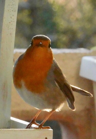 Photography titled "Lovely Robin, photo…" by Liza Peninon, Original Artwork, Non Manipulated Photography