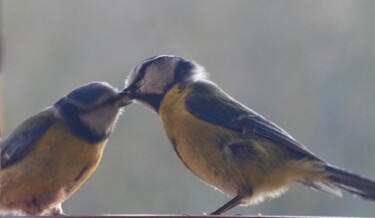 Photography titled "Bluetits in love, p…" by Liza Peninon, Original Artwork, Non Manipulated Photography