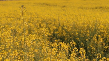 Фотография под названием "Fields of gold, pho…" - Liza Peninon, Подлинное произведение искусства, Не манипулируемая фотограф…