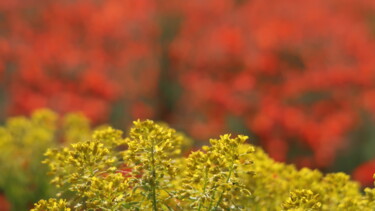 Fotografía titulada "Light and Colors" por Liza Peninon, Obra de arte original, Fotografía no manipulada