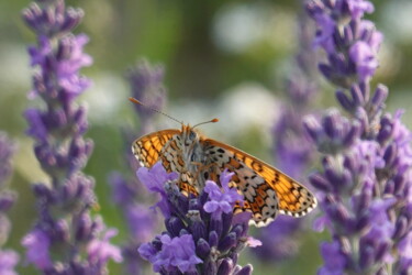 Photography titled "Butterfly & Lavender" by Liza Peninon, Original Artwork, Non Manipulated Photography