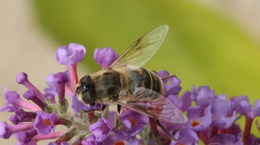 Fotografie mit dem Titel "Wild bee at work" von Liza Peninon, Original-Kunstwerk, Nicht bearbeitete Fotografie