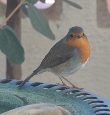 Фотография под названием "My little robin in…" - Liza Peninon, Подлинное произведение искусства, Не манипулируемая фотография