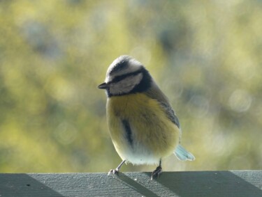 Fotografie mit dem Titel "Blue tit, photograp…" von Liza Peninon, Original-Kunstwerk, Nicht bearbeitete Fotografie