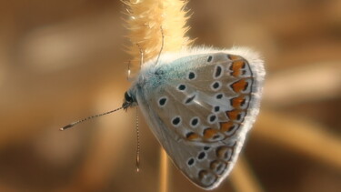 Fotografia intitulada "Butterfly in Proven…" por Liza Peninon, Obras de arte originais, Fotografia Não Manipulada