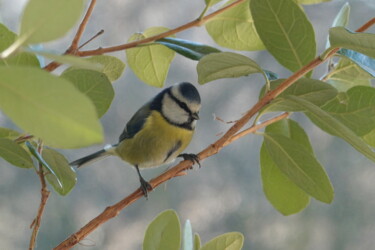 Photography titled "Blue tit standing,…" by Liza Peninon, Original Artwork, Non Manipulated Photography