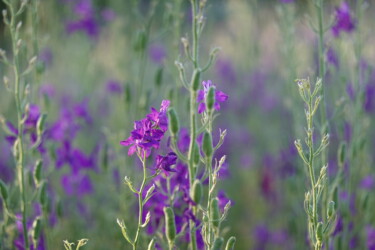 Fotografía titulada "Purple in the wild,…" por Liza Peninon, Obra de arte original, Fotografía no manipulada