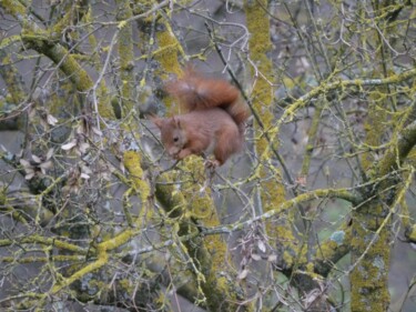 Φωτογραφία με τίτλο "Squirrel in a tree,…" από Liza Peninon, Αυθεντικά έργα τέχνης, Μη χειραγωγημένη φωτογραφία