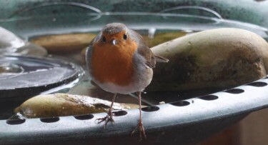 Photography titled "Robin at the pool,…" by Liza Peninon, Original Artwork, Non Manipulated Photography