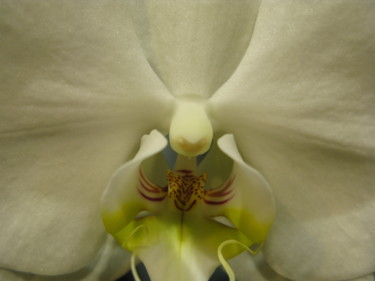Photographie intitulée "Coeur d'Orchidée, p…" par Liza Peninon, Œuvre d'art originale