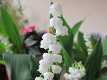 Fotografie getiteld "Lily of the Valley,…" door Liza Peninon, Origineel Kunstwerk