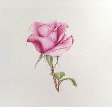 Pintura intitulada "Pink Rose" por Liz Hansen, Obras de arte originais, Aquarela