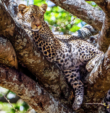 Fotografía titulada "Nap Time I" por Lm Walker, Obra de arte original, Fotografía digital