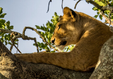 Фотография под названием "The Lioness Chillin…" - Lm Walker, Подлинное произведение искусства, Цифровая фотография