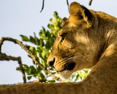 Photography titled "The Lioness Chillin…" by Lm Walker, Original Artwork, Digital Photography