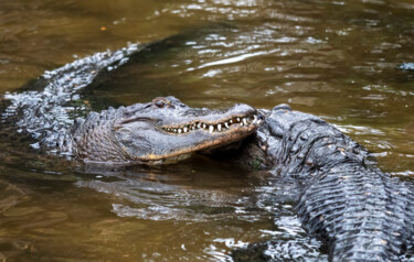 Fotografia intitulada "Alligator Courtship…" por Lm Walker, Obras de arte originais, Fotografia digital