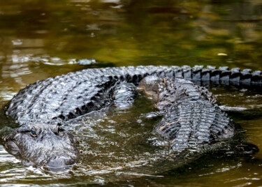 Fotografia intitolato "Alligator Courtship…" da Lm Walker, Opera d'arte originale, Fotografia digitale