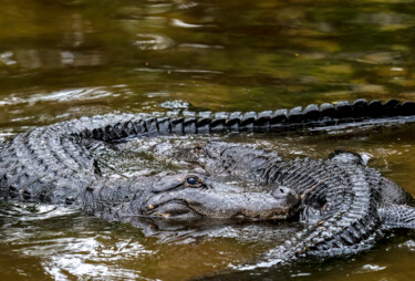 Fotografie getiteld "Alligator Courtship…" door Lm Walker, Origineel Kunstwerk, Digitale fotografie