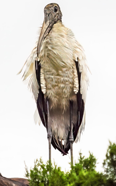 Fotografia zatytułowany „Wood Stork” autorstwa Lm Walker, Oryginalna praca, Fotografia cyfrowa