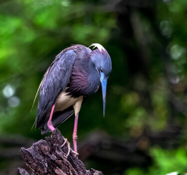 Photographie intitulée "Tricolored Heron" par Lm Walker, Œuvre d'art originale, Photographie numérique