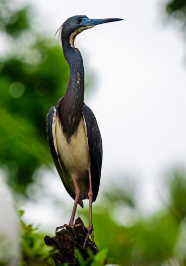 Photography titled "Tricolored Heron II" by Lm Walker, Original Artwork, Digital Photography