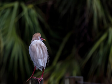 Photography titled "Cattle Egret" by Lm Walker, Original Artwork, Digital Photography