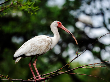 Photographie intitulée "White Ibis" par Lm Walker, Œuvre d'art originale, Photographie numérique