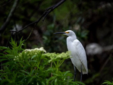 Fotografia intitolato "Snowy Egret" da Lm Walker, Opera d'arte originale, Fotografia digitale