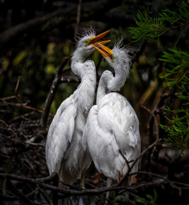 Fotografia intitolato "Great Egret Chicks…" da Lm Walker, Opera d'arte originale, Fotografia digitale