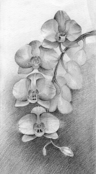 Рисунок под названием "Blooming orchid" - Lo Post, Подлинное произведение искусства, Графит