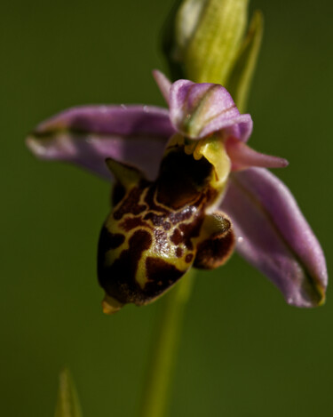 Photographie intitulée "orchidée bourdon" par Loïc Bihannic, Œuvre d'art originale, Photographie numérique