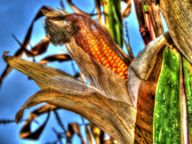 Photography titled "Corn on the Cob" by Loic Giraud, Original Artwork