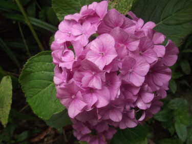 Photography titled "hortensia à la rosée" by Lord Faz, Original Artwork, Non Manipulated Photography