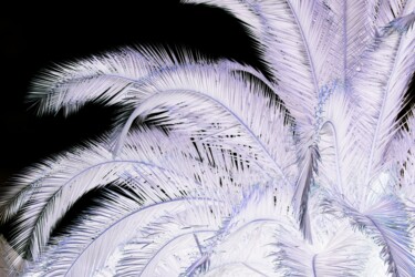 Photography titled "palma in negativo" by Lorenzo Corti, Original Artwork, Digital Photography