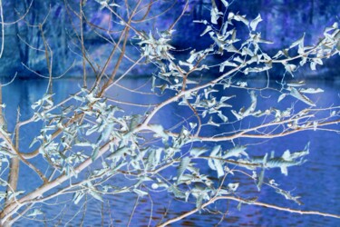 Fotografia intitulada "albero sul lago" por Lorenzo Corti, Obras de arte originais, Fotografia digital