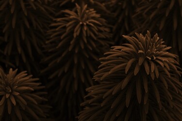 Fotografia intitolato "pianta in penombra" da Lorenzo Corti, Opera d'arte originale, Fotografia digitale