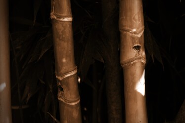Fotografie getiteld "pianta di bambù" door Lorenzo Corti, Origineel Kunstwerk, Digitale fotografie