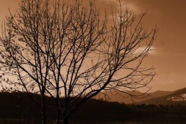Fotografia intitolato "albero senza foglie" da Lorenzo Corti, Opera d'arte originale, Fotografia digitale