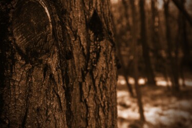 Fotografia intitolato "albero in primo pia…" da Lorenzo Corti, Opera d'arte originale, Fotografia digitale