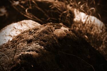 Fotografia intitolato "roccia col muschio" da Lorenzo Corti, Opera d'arte originale, Fotografia digitale
